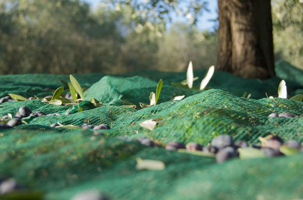 Image de la catégorie Reti per raccolta olive