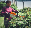 Image de taille-haie HSA 140 R Stihl