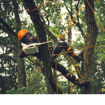 Motosega MSA 190 T Stihl - al lavoro in treeclimbing