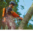 Motosega Selion C21 Evo al lavoro in treeclimbing